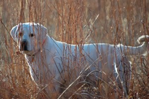 Gary & Brenda Lantz's dog Cody