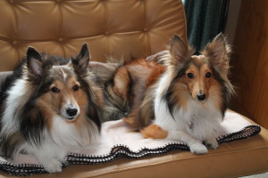 Thomas Graves' dogs Tina and Tucker