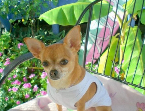 June’s Dog of the Month: Tinkerbell