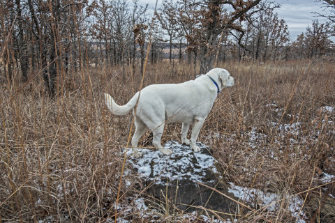 February’s Dog of the Month: Cody