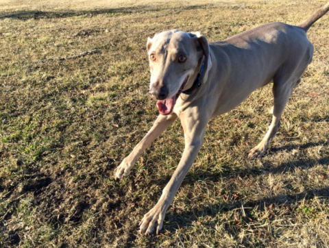 July’s Dog of the Month: Walter