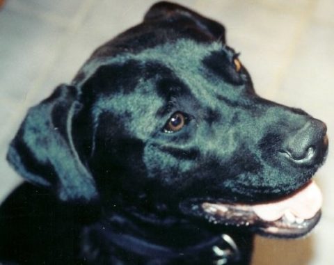 November’s Dog of the Month: Macallan