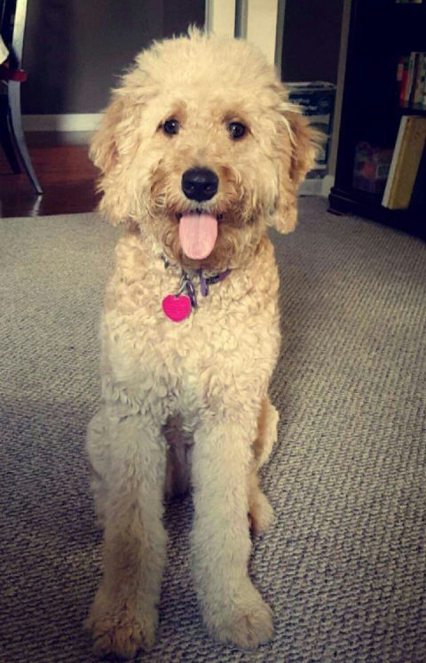 May’s Dog of the Month: Mocha Tribble