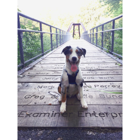 August’s Dog of the Month: Koda