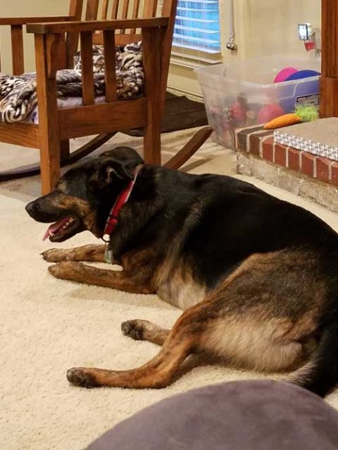 November’s Dog of the Month: Radar